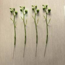 仿真蝴蝶兰枝干手工插花塑料花枝配件2头杆6头杆盆栽杆子现货批发