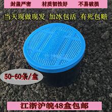 蚯蚓盒装蚯蚓活体鱼饵  大平二号红蚯蚓垂钓饵料钓鱼新农蚯蚓