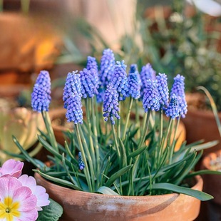 Grape Hyacinth Seed Bulb Indoor Water Culture Hydroponic Package Winter Soil Culture Cold-Resistant Easy-To-Live Flower Potted Hyacinth