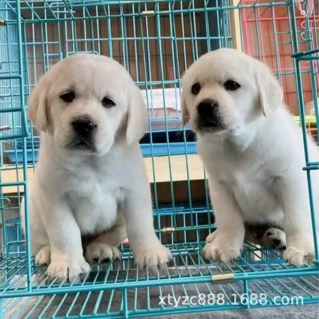 纯种拉布拉多幼犬活体犬崽神犬小七黑色白色金毛导盲犬宠物狗狗