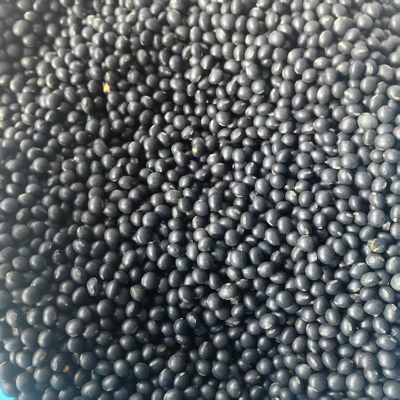 Northeast Yellow-Heart Black Beans Hei Dou 2025 New Season Dried Whole Beans for Cooking and Herbal Use quality and texture