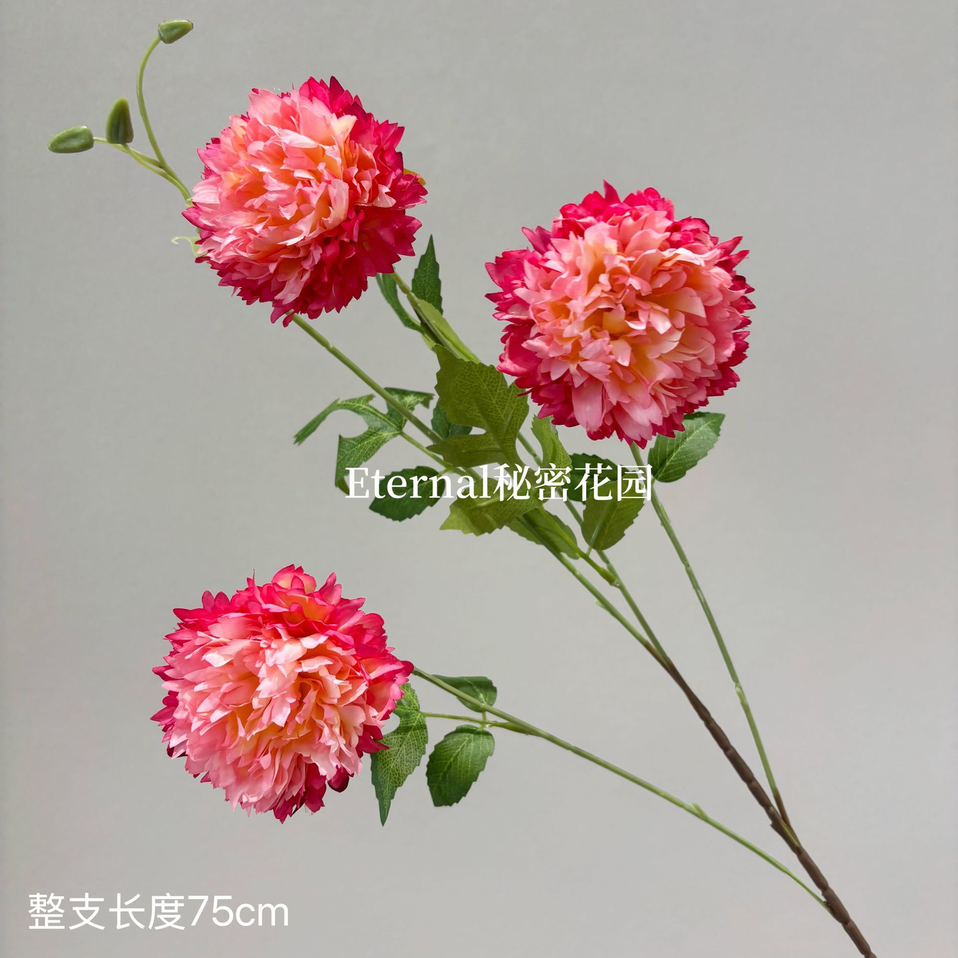 모로코 모란