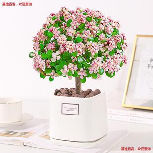 ��֦���~�����Ϙ�����ˮ��ֲ���҃Ȼ��k���ҾGֲ���B�����՚�