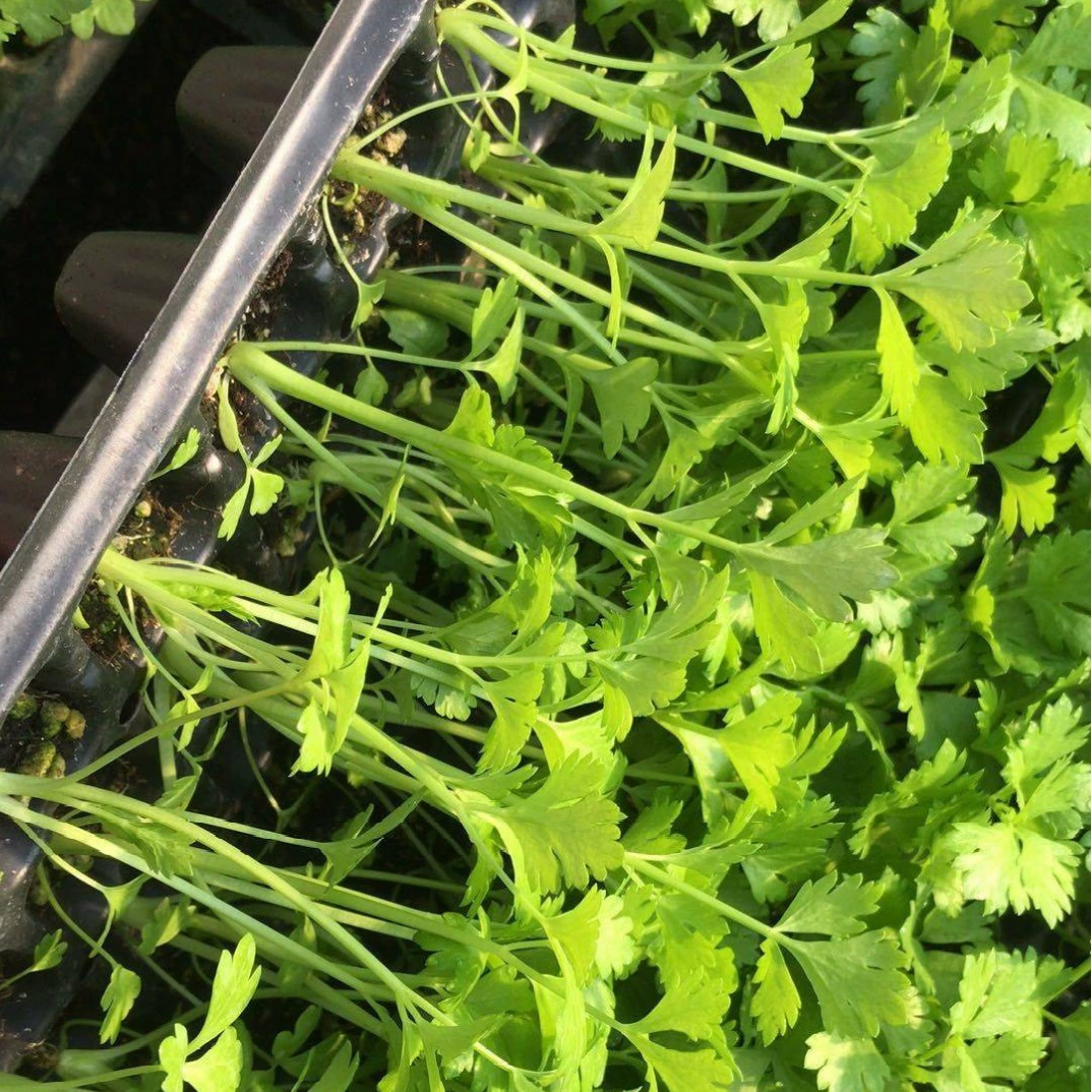 Саженцы сельдерея Саженцы сельдерея Саженцы сельдерея Саженцы сельдерея Королева сельдерея Саженцы сельдерея Саженцы сельдерея