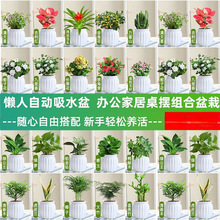 �G�}�j����Gֲ�lؔ�����ԗd�ӻ��k���҃�ֲ�ﻨ�ܶ���ˮ����B��