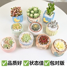 ����ֲ��M���҃�С������¶�ҵ����մɻ������Ϙ��߶�������Gֲ