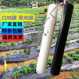 Agricultural Plastic Film, Anti-Planting Mulch Film, White Mulch Film, Fruit Tree Greenhouse Planting Mulch Film, Vegetable Field Agricultural Film, Thin Film