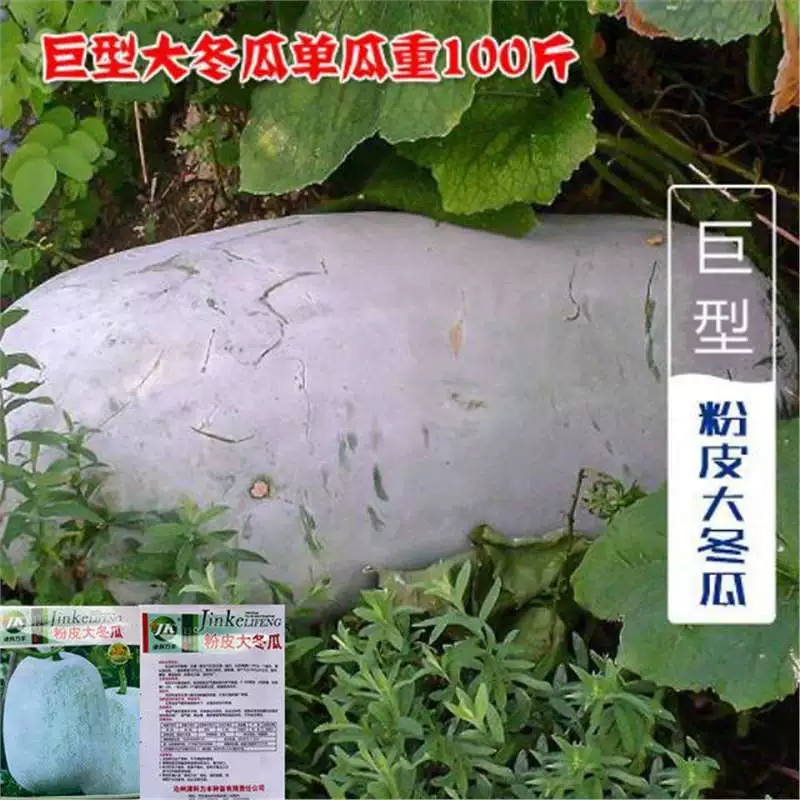 Гигантские семена зимней дыни, очень большие семена зимней дыни, семена зимней дыни, выращенные на ферме, семена без ГМО, одна дыня может достигать 50kg штук.