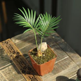 �F�䌚��С����ī�������~���辰ֲ���҃ȿ͏d�k���ҾGֲ�ļ����B