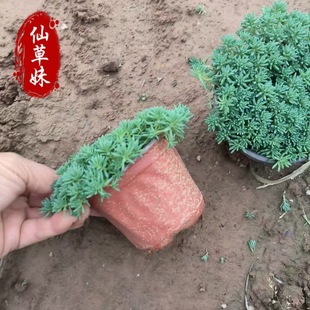 Wholesale Chinese Sedum Cup Seedling Tray Seedlings Thin Snow Evergreen Golden Leaf Buddha Grass Tray Ground Cover Plant Cold-Resistant