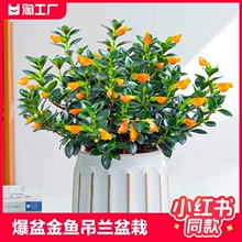 四季金鱼花吊兰盆栽室内绿植花卉多肉植物绿萝发财树好养植物花