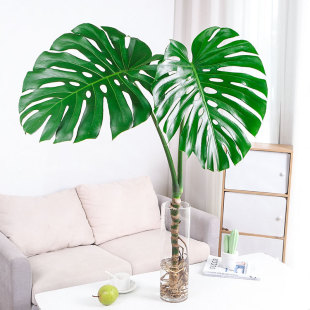 Hydroponic Plant Monstera Deliciosa Large-Leaf Green Plant Indoor Living Room Open Back Formaldehyde-Absorbing Old Pile Evergreen Water Plant All Year Round