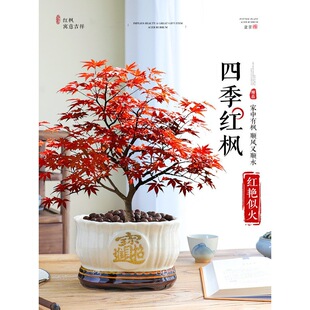 һ�����l�ձ��t���辰�҃�����Gֲ�����Ϙ��t�輧�ļ����B�_�I��