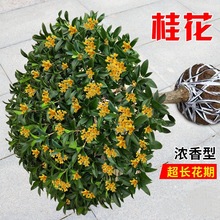 桂花树苗盆栽老桩浓香型花卉植物桂花树室内庭院耐寒四季好养花苗