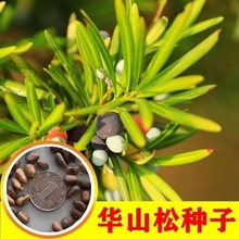 批发华山松种子白松五须松果松青松五叶松松树籽松树