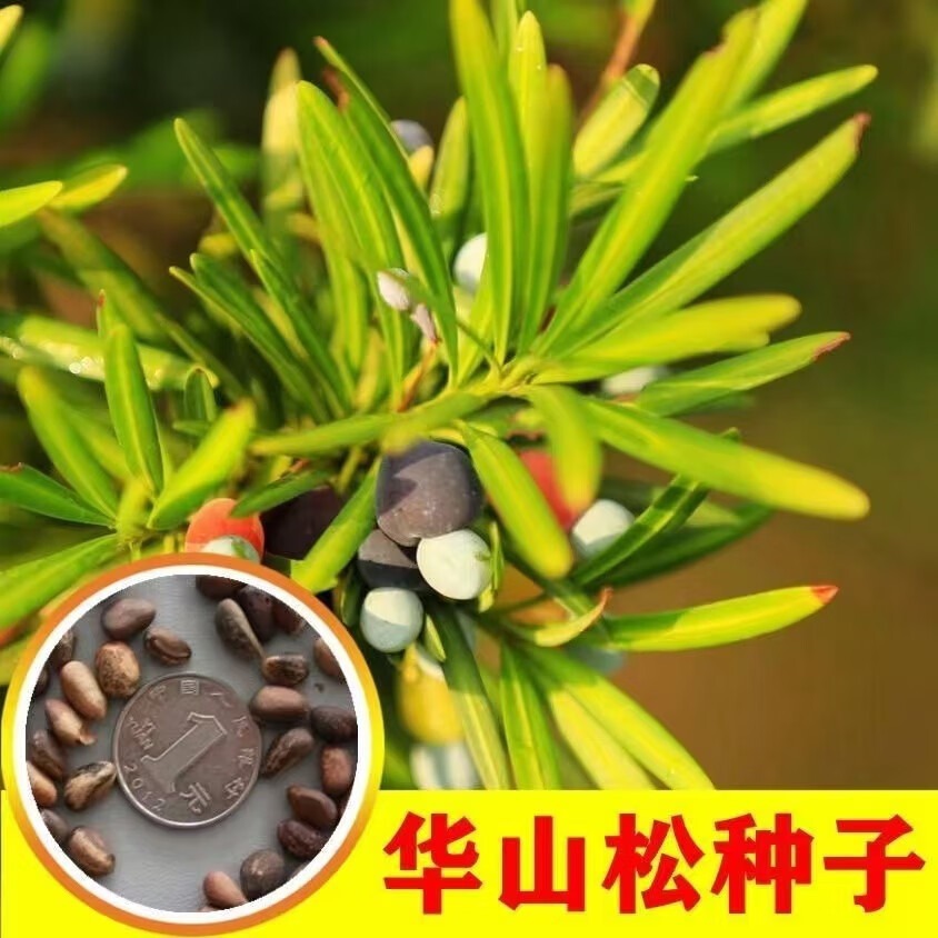 批发华山松种子白松五须松果松青松五叶松松树籽松树
