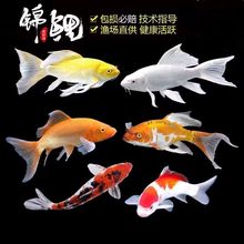 锦鲤活鱼招财金鱼观赏鱼冷水淡水鱼耐活好养宠物鱼大鱼渔场批发