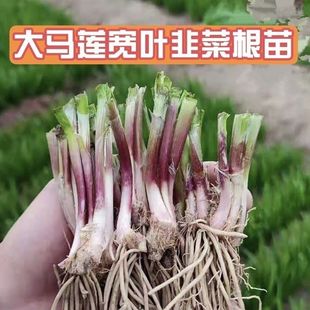 �²˸����ϸ��t�������ļ��Nֲ���î����G�Ĵ���ɳ�