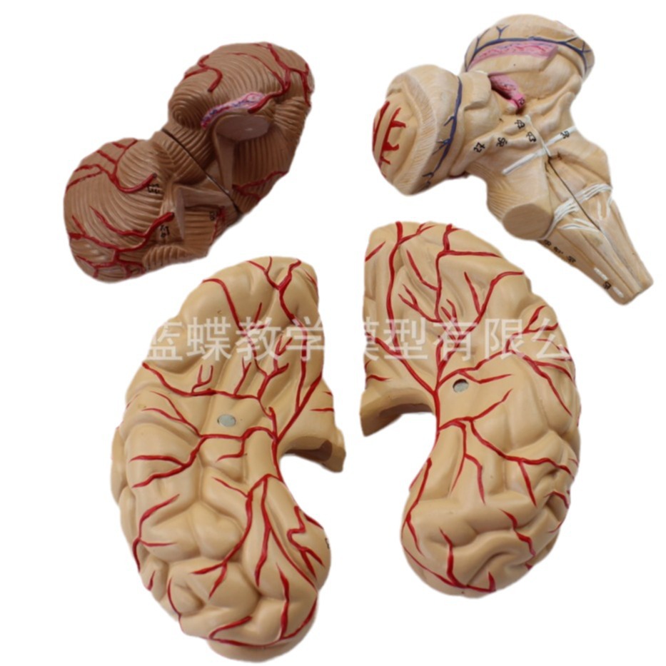 Modelo de cerebro humano modelo cerebrovascular modelo de anatomía del cerebro modelo de enseñanza médica dividido en 8 piezas boutique