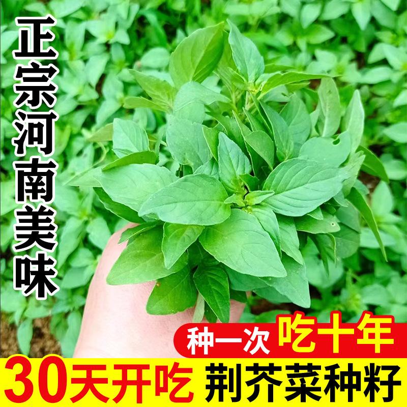 荆芥菜种籽大全河南大叶蔬菜种子孑四季种植菜籽金苋菜荆棘空心菜