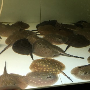 ������~���w�~�ڽ���~�ʹںڰ׺��~�׿�÷���׼y������~