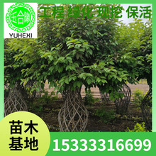 紫叶稠李树 东北紫叶稠李 紫叶稠李小苗 营养杯苗 红叶李 臭李子