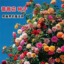 �����Nޱ���N�����ļ����N�_���¼�����ֲ�ﻨ������ͥԺ���ܷN��