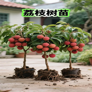 ��֦���m�o�˹�ζ������������Ц�޽�ˮ������Ŵ���ٹ��箔��Y��