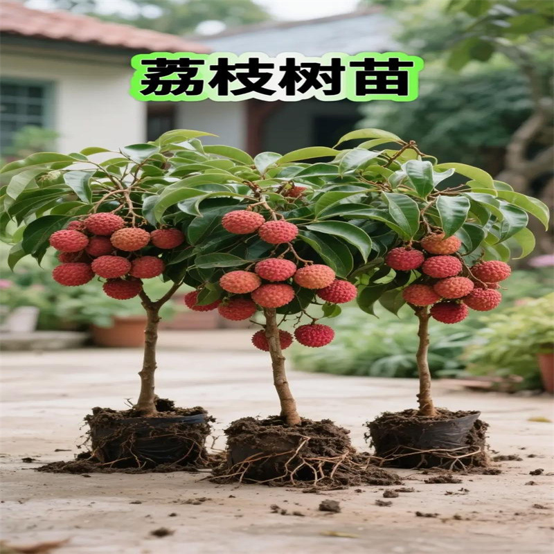 Seedless Lychee Tree Seedlings, Cinnamon-Flavored Fruit Tree Potted Plants,'Feizi Xiao' Grafted Fruit Tree Seedlings, Glutinous Rice Fruit Seedlings That Bear Fruit in the Same Year