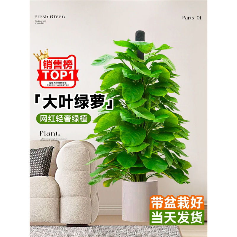 大叶绿萝柱盆栽客厅绿植大型办公室内除甲醛净化空气四季好养绿箩