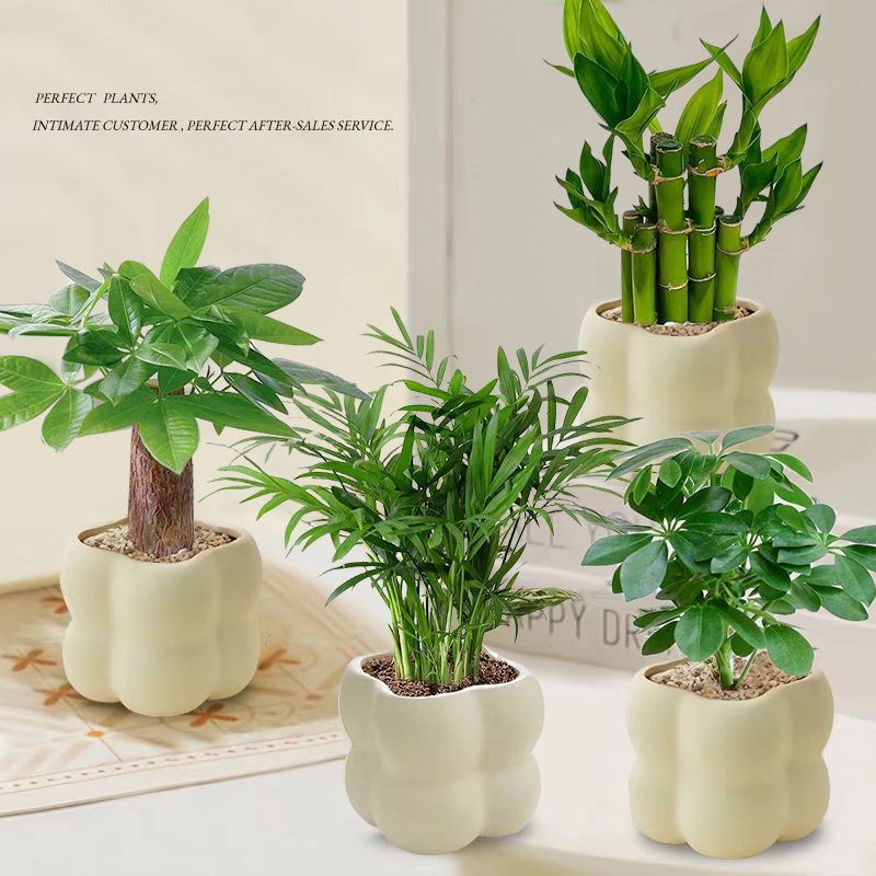 【四件套组合】发财树金钻富贵竹九里香栀子花绿植盆栽观叶植物