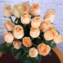 һ�����l����ѩɽõ�廨���������ļ��_�����̨���@ֲ����õ��