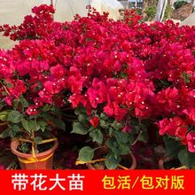 ����÷���� ��������ͥԺֲ�� �ذ��ɫ�Ϙ��ļ��_��������B����
