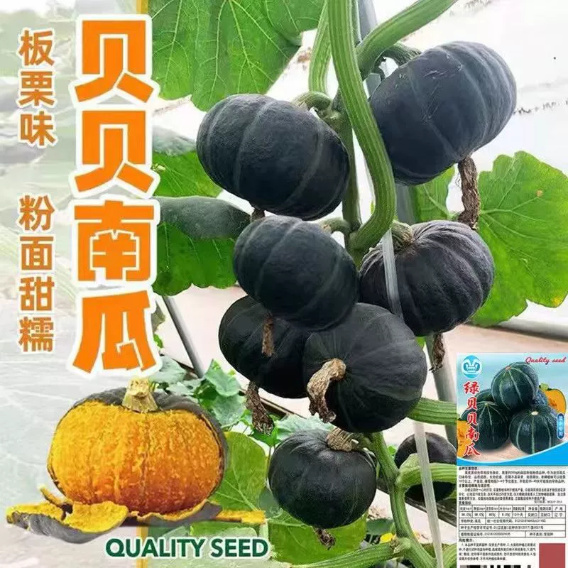 Японские высокоурожайные семена тыквы для детей, новый сорт японской каштановой тыквы, сладкие и ароматные клейкие весенне-осенние овощные семена.