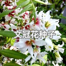 �Ĺڻ��N�ӈ@�־G�������÷N��ľ����������^�p��ľ���Ϙ�N��