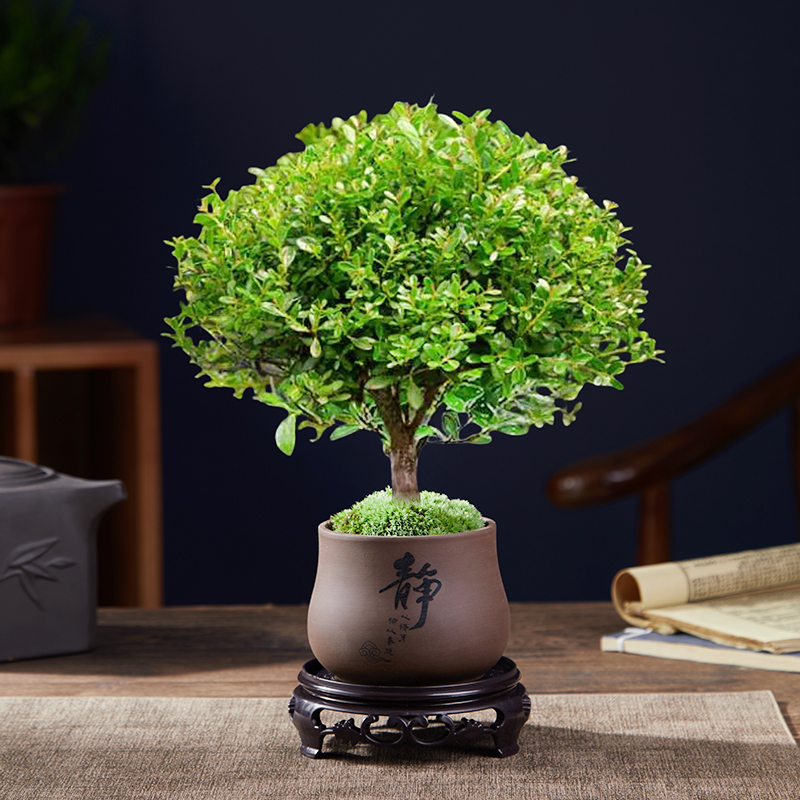 A급 고품질 작은잎 피니퍼스 + 정적 세라믹 화분 + 둥근 바닥 지지대 + 이끼 + 비료