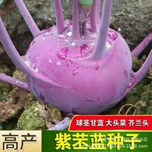 ���·N����������������{�N��ˮ���G���{�ļ����{�N���߲˷N��