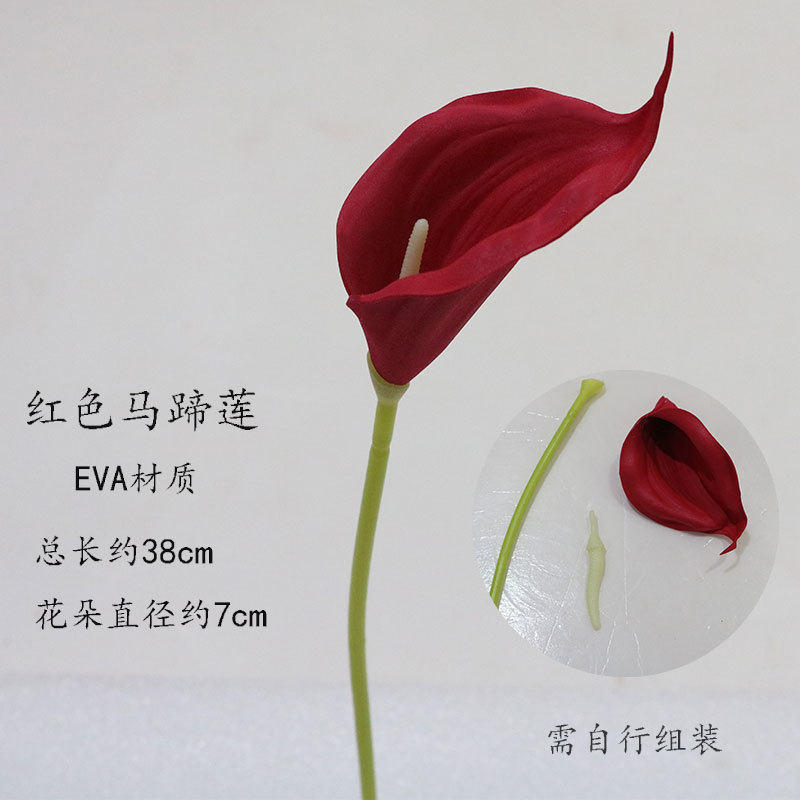 레드 칼라 릴리