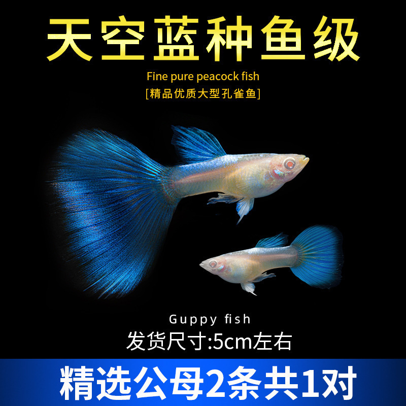 孔雀鱼精品小鱼缸观赏鱼好养耐活热带鱼活鱼天空蓝小型小鱼苗|undefined