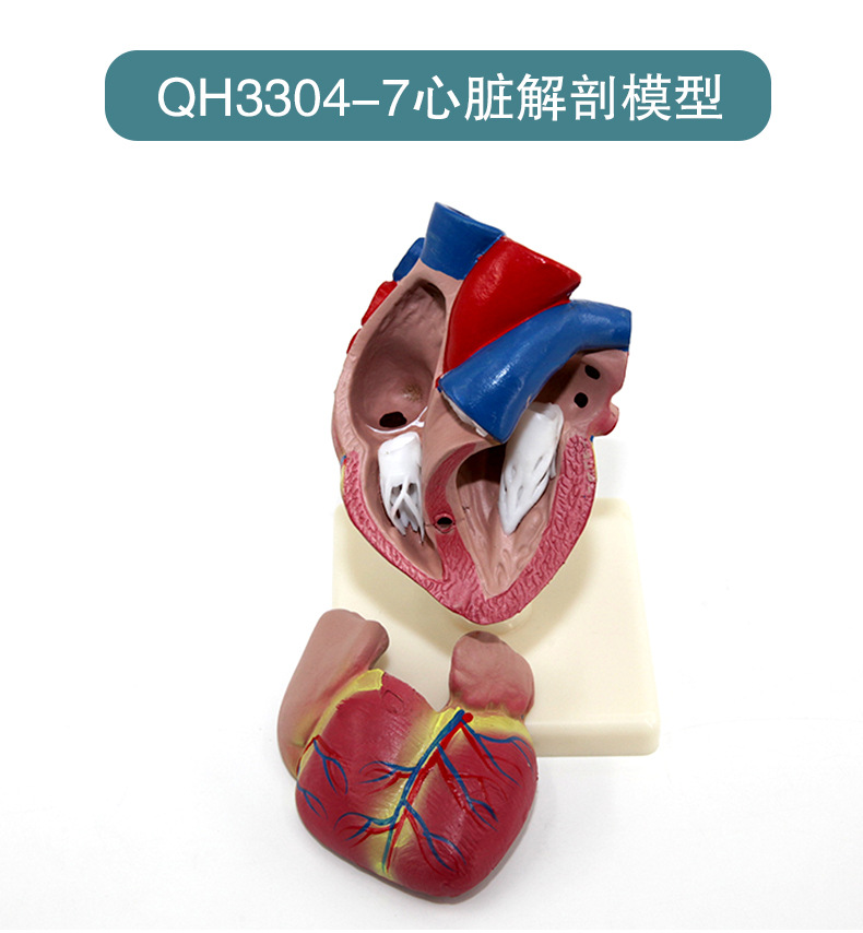 心脏解剖模型_19.jpg