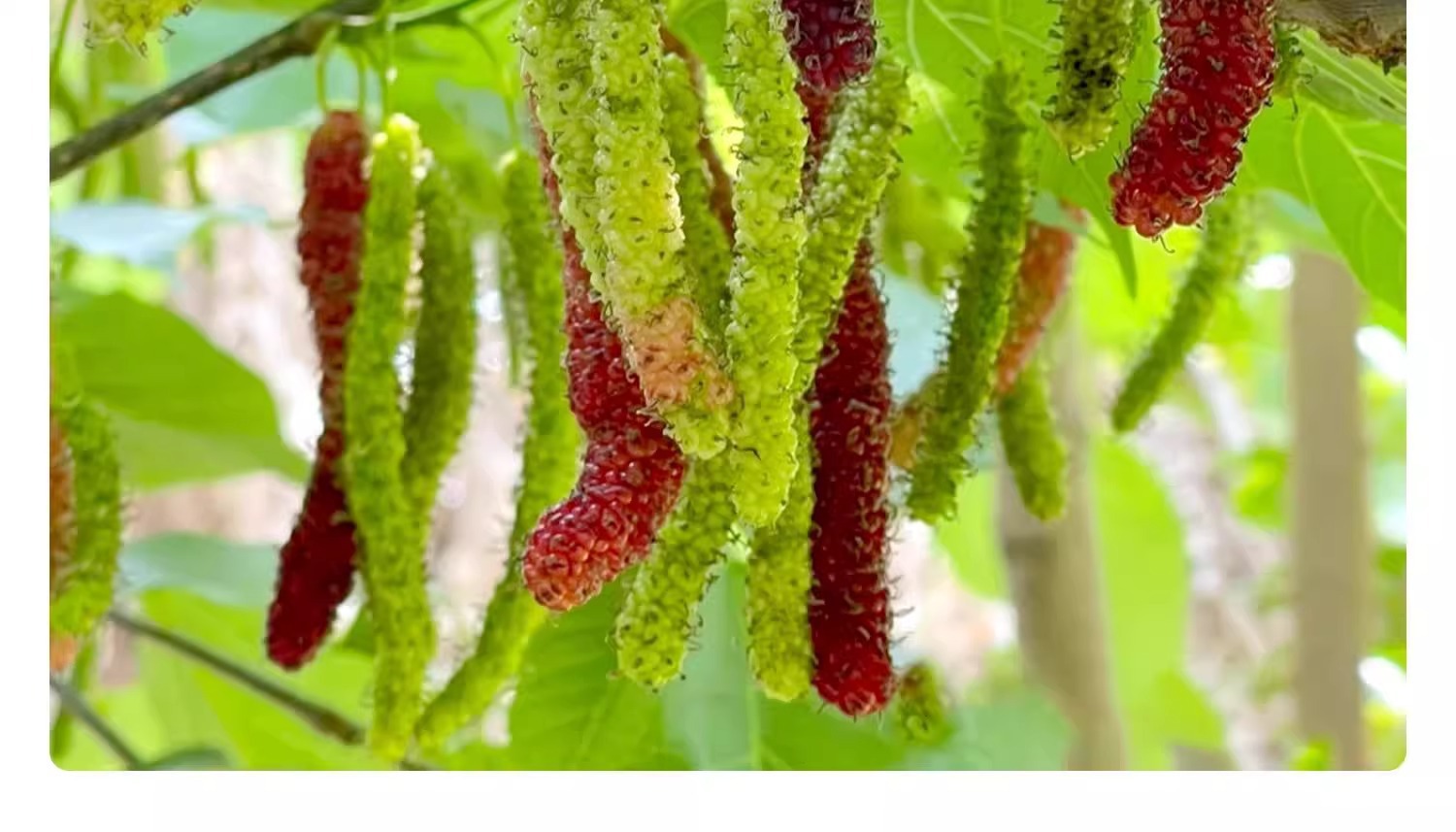 O1CN01rN5zPz1KQs67Jtr1v_!!2219532571159-0-cib.jpg?sign=583921_Mzg0OTAxODQ5