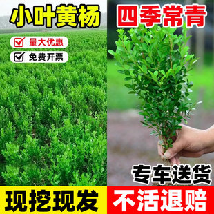 Small Leaf Boxwood Seedlings, Melon Seed Boxwood Ball Seedlings, Courtyard Fence Greening Single-Stem Boxwood Saplings, Large Leaf Boxwood Holly Seedlings