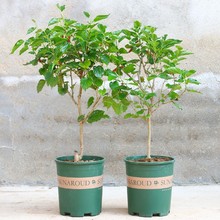 树苗桑葚果桑树苗当年结果嫁接泰国黑桑无籽长桑苗南北方四季种植