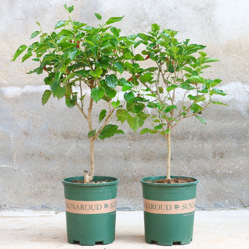 树苗桑葚果桑树苗当年结果嫁接泰国黑桑无籽长桑苗南北方四季种植