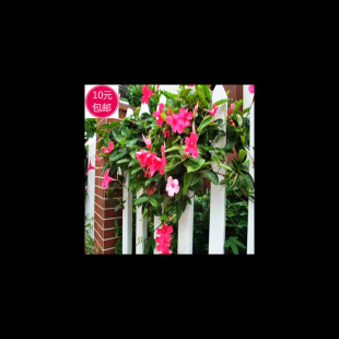 �h���ٷN�� �p���� �pϲ�� ���� �N�������ٻ�������ͥԺֲ��