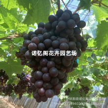 极早熟葡萄早夏无核葡萄苗黑珍珠夏黑芽变葡萄树苗南北方种植果树