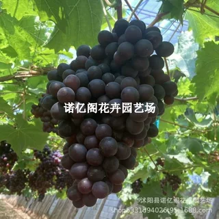 极早熟葡萄早夏无核葡萄苗黑珍珠夏黑芽变葡萄树苗南北方种植果树