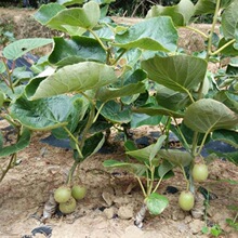 猕猴桃树果苗当年结果红心软枣猕猴桃苗南北种植果树果苗当年结果