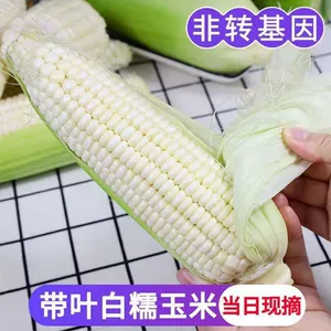 Свежая кукуруза с кожицей и белым восковым нефритом 5/9 фунтов сырой сладкой клейкой клейкой кукурузы в початках в сезон.