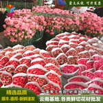 新鲜康乃馨鲜花批发云南昆明基地直发节日鲜花多色单头康鲜切花